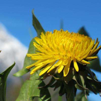 澳门4949资料免费大全下载手机版